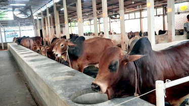 নাঃগঞ্জে পশু বিক্রির টার্গেট ৫০০ কোটি টাকা